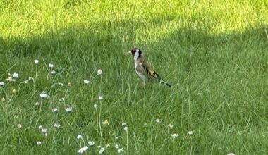 Neue Gartenbewohner