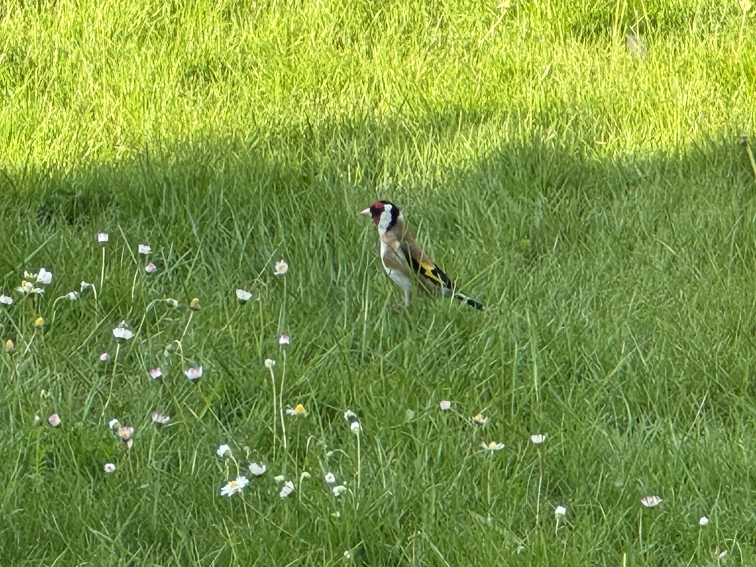 Neue Gartenbewohner