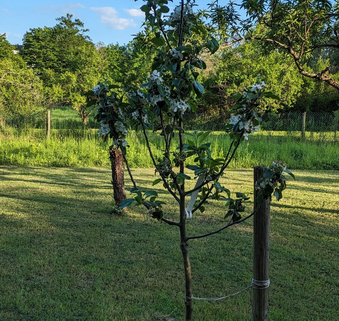 Gartenimpressionen, nach 12 Stunden Gartenarbeit