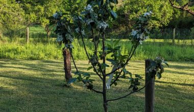 Gartenimpressionen, nach 12 Stunden Gartenarbeit