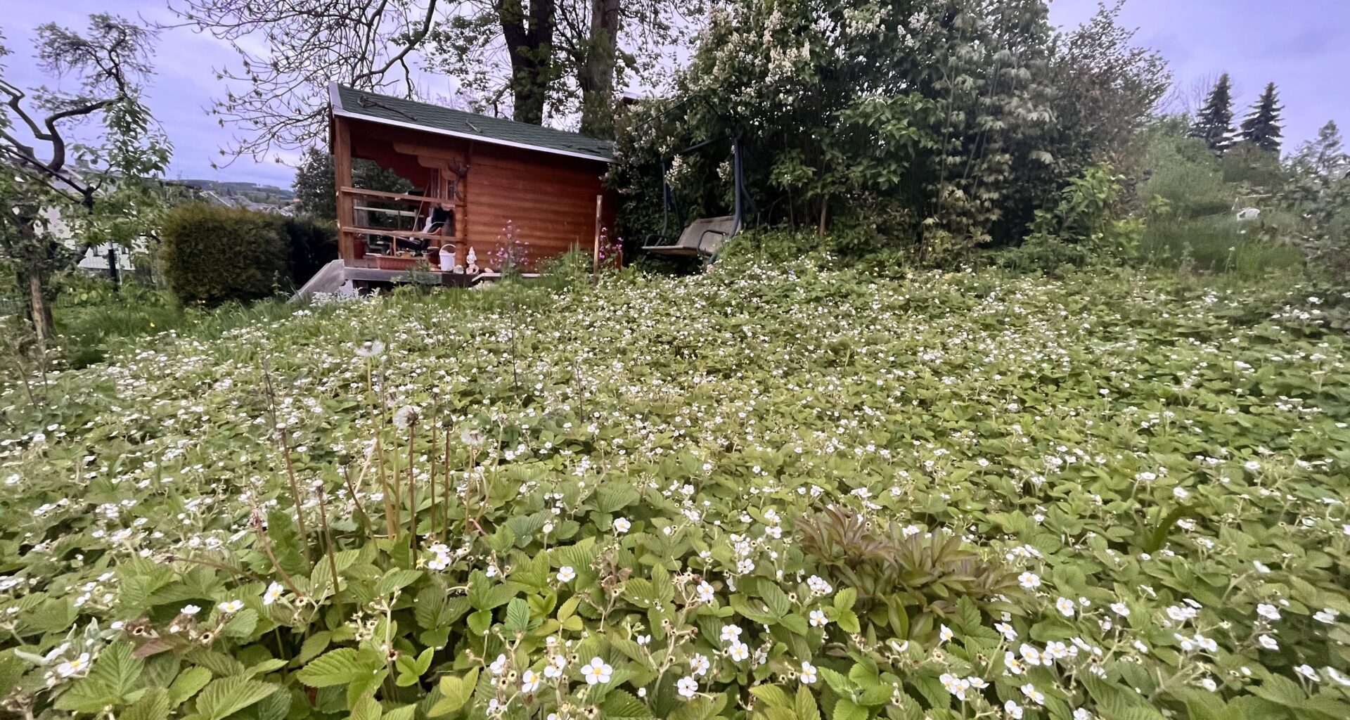 Verwilderte Erdbeeren ohne Früchte