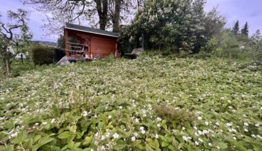 Verwilderte Erdbeeren ohne Früchte