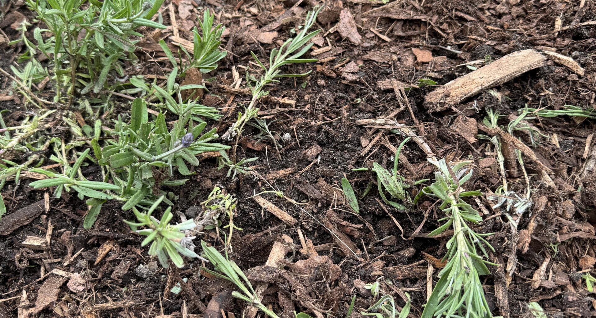 Frisch gepflanzter Lavendel über Nacht kaputt