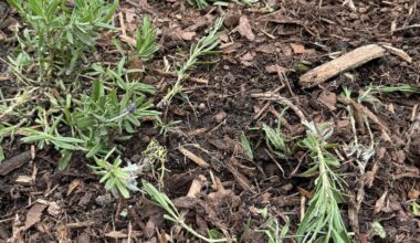 Frisch gepflanzter Lavendel über Nacht kaputt