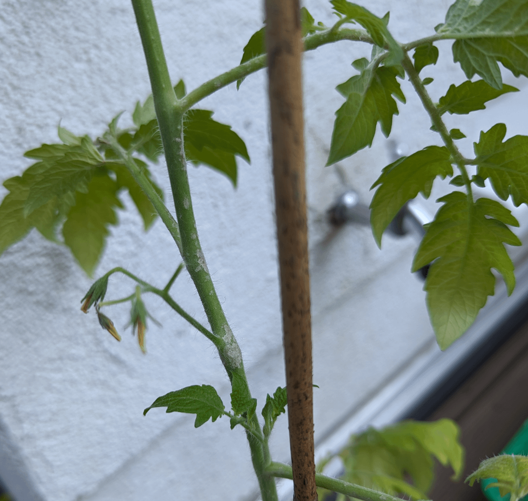 Graue Flecken an meinen Tomaten entdeckt