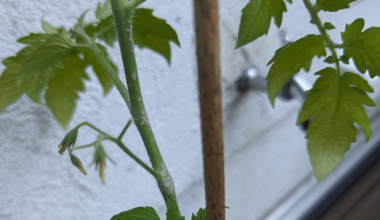 Graue Flecken an meinen Tomaten entdeckt