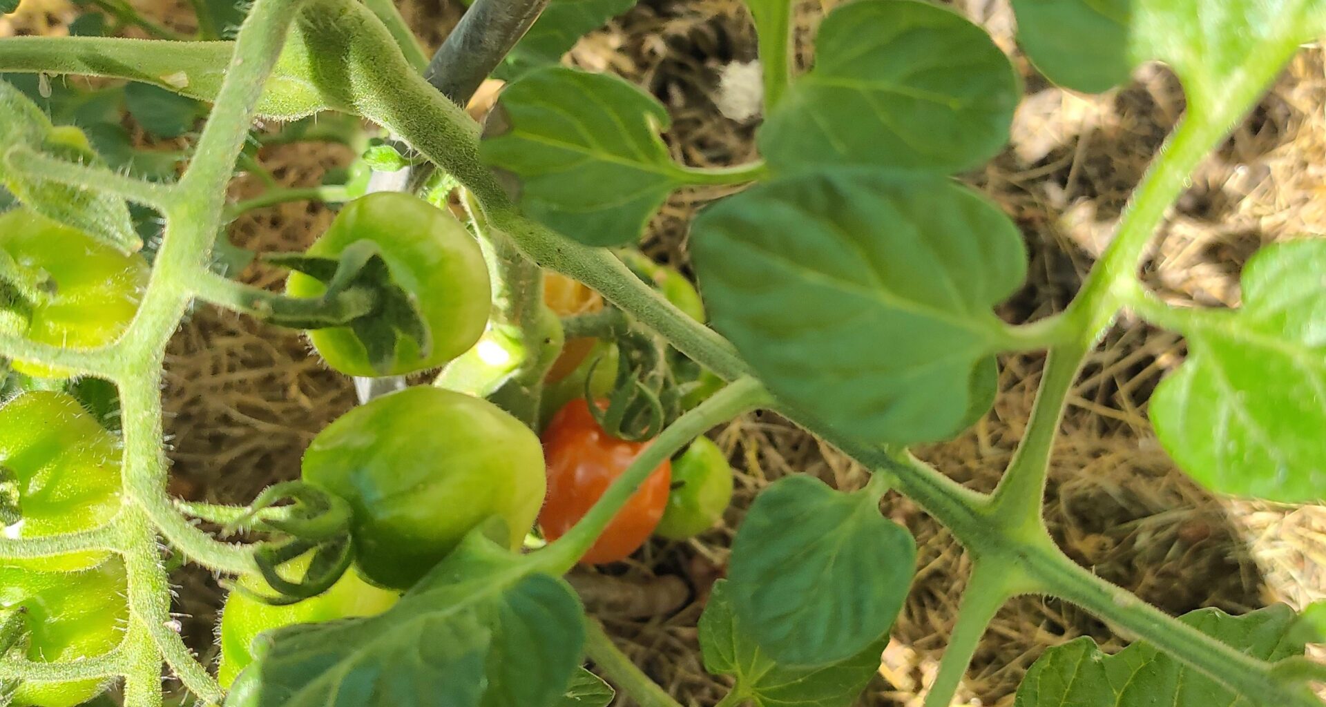 Was hab ich gerade entdeckt? 🍅