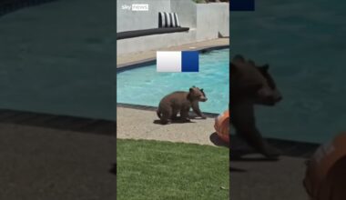 Mother bear takes dip in backyard pool