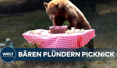 USA: Demonstration der Zerstörungswut! Bären rauben aufgestelltes Picknick in Kalifornien aus