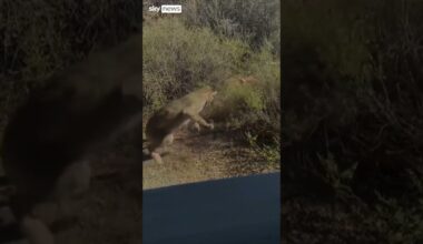 Watch: Bobcat vs rattlesnake