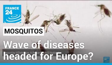 How France is bracing for wave of mosquito borne infections • FRANCE 24 English