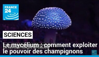 La révolution du mycélium : comment exploiter le pouvoir des champignons • FRANCE 24