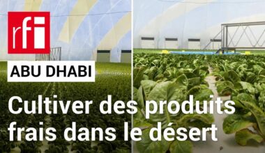 Emirats arabes unis : cultiver des produits frais... dans le désert ! •