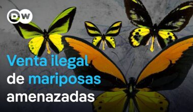 Las mariposas y el comercio de especies amenazadas | DW Documental