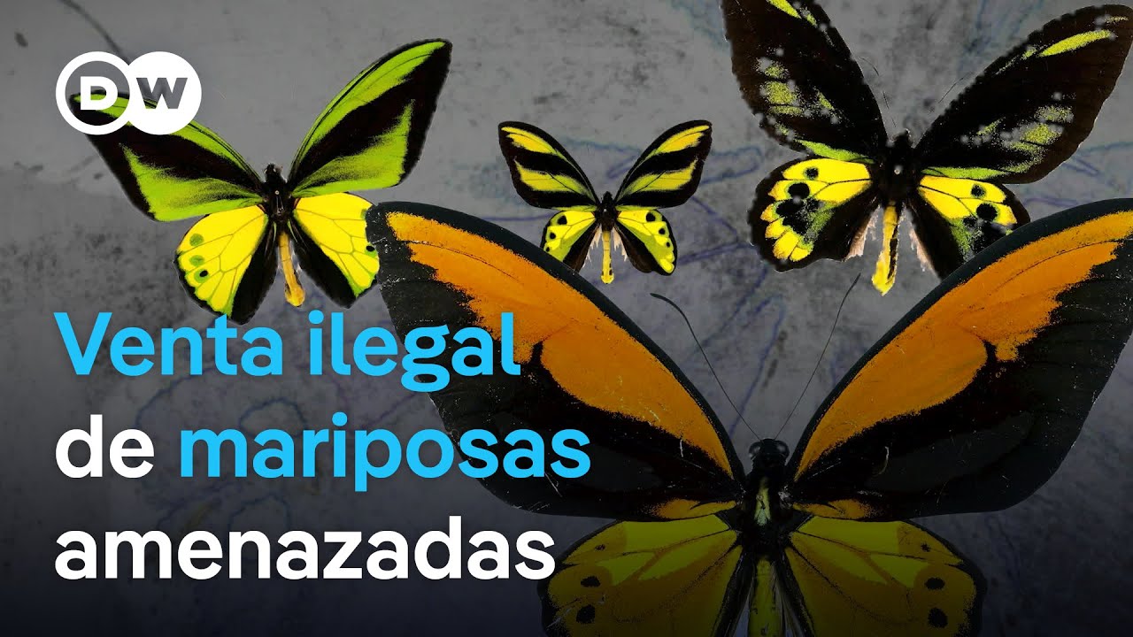 Las mariposas y el comercio de especies amenazadas | DW Documental