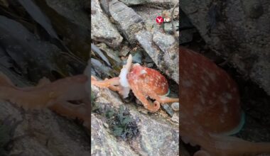 Octopus changes colour on North Wales beach #shorts #news