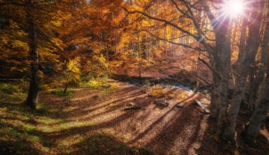 Autumn in Vitosha mountain, Bulgaria