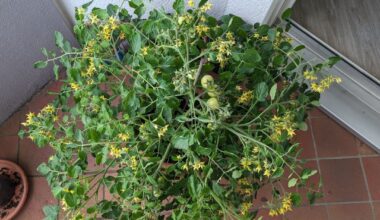 Blumendünger für kräftige, farbenfrohe Blüten bei der Balkontomate benutzt, ob die Pflanze das packt?