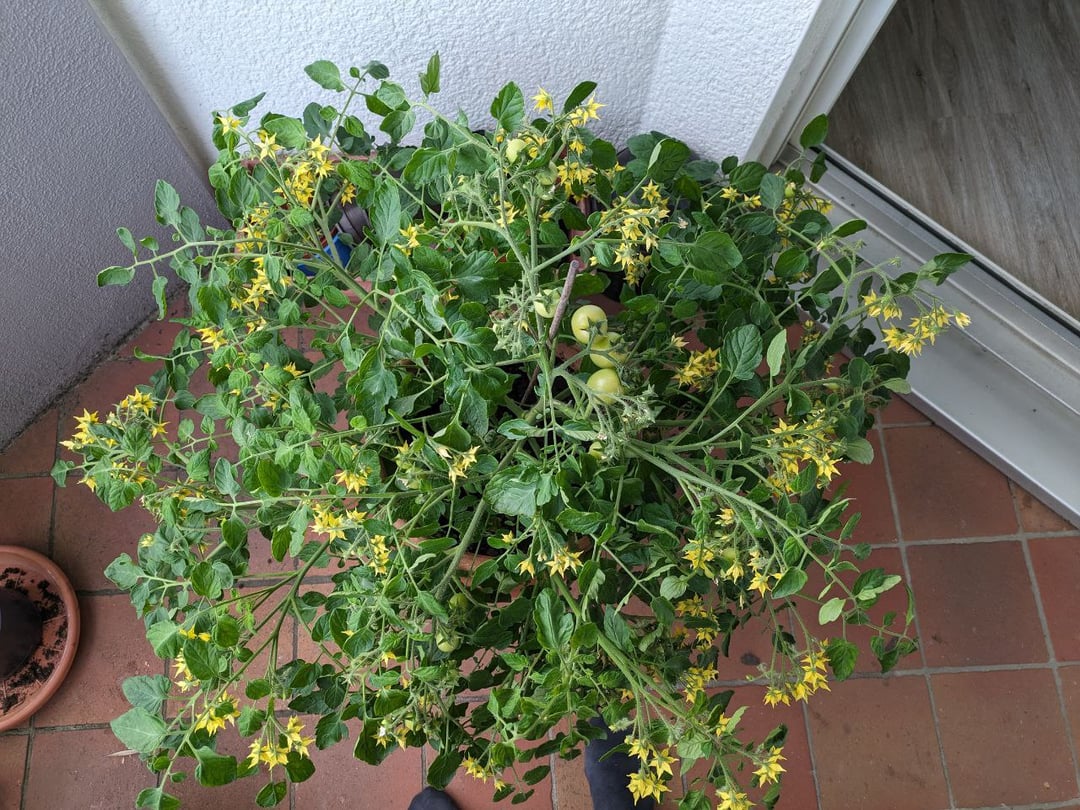 Blumendünger für kräftige, farbenfrohe Blüten bei der Balkontomate benutzt, ob die Pflanze das packt?