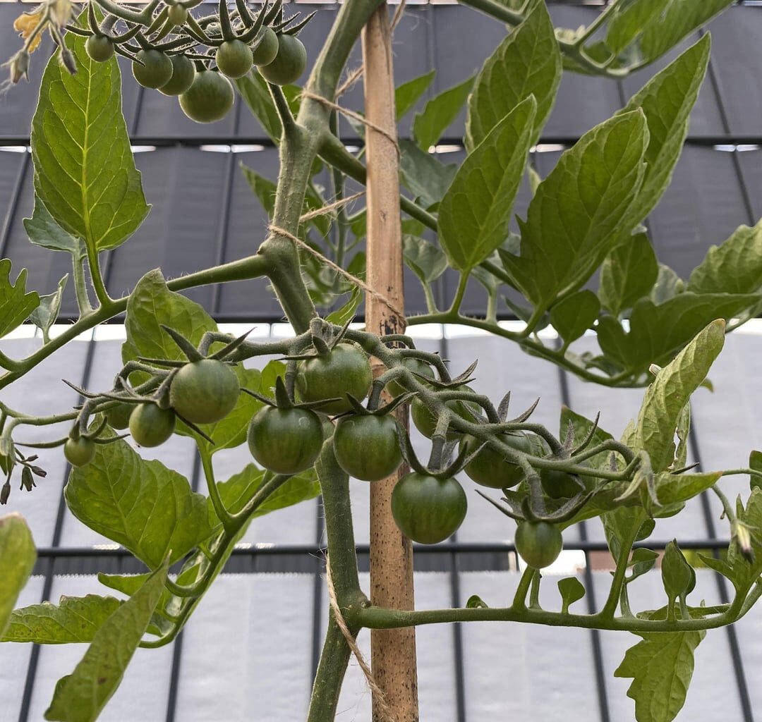 Meine ersten Tomaten