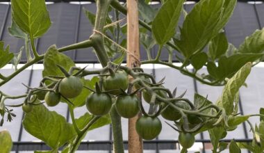 Meine ersten Tomaten