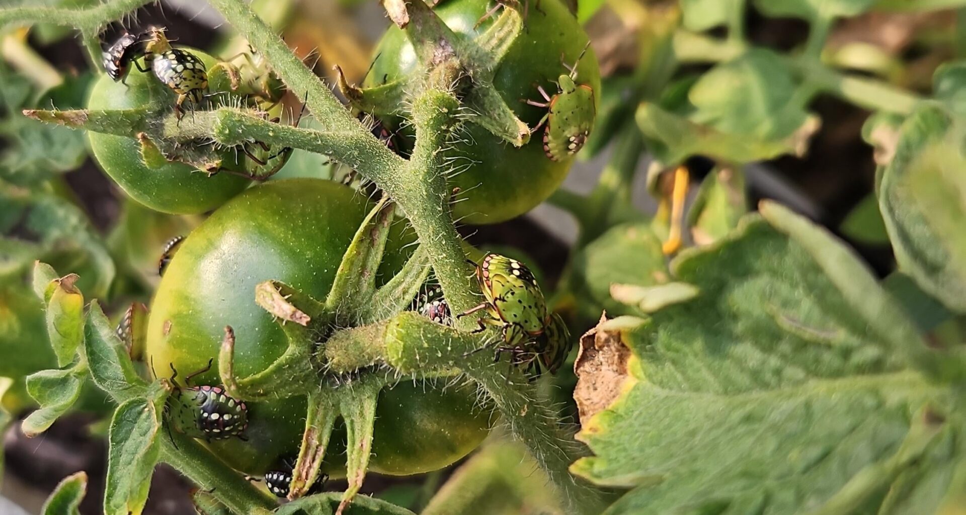 Stinkkäferhorde auf meinen Tomaten :(