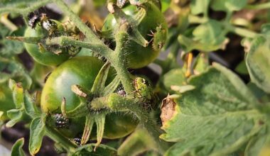 Stinkkäferhorde auf meinen Tomaten :(