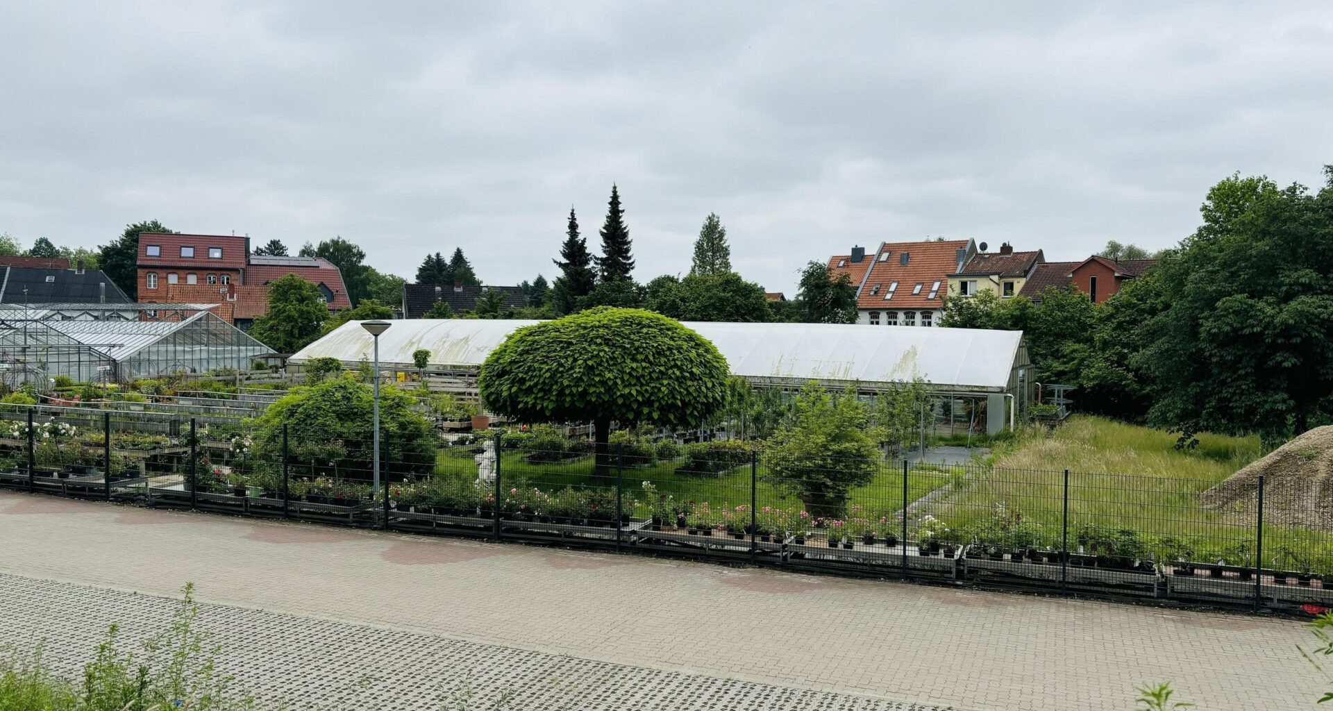 gehe öfters an dieser gärtnerei vorbei und frage mich immer was das für ein baum ist