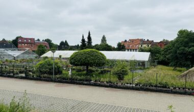 gehe öfters an dieser gärtnerei vorbei und frage mich immer was das für ein baum ist