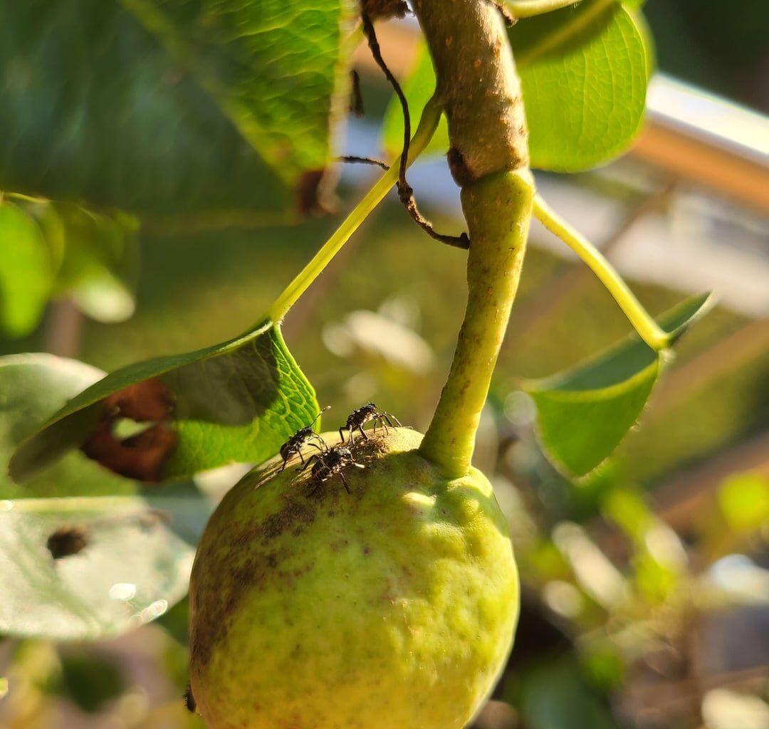 Was befällt meinen Birnbaum?