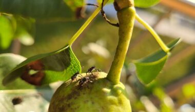 Was befällt meinen Birnbaum?