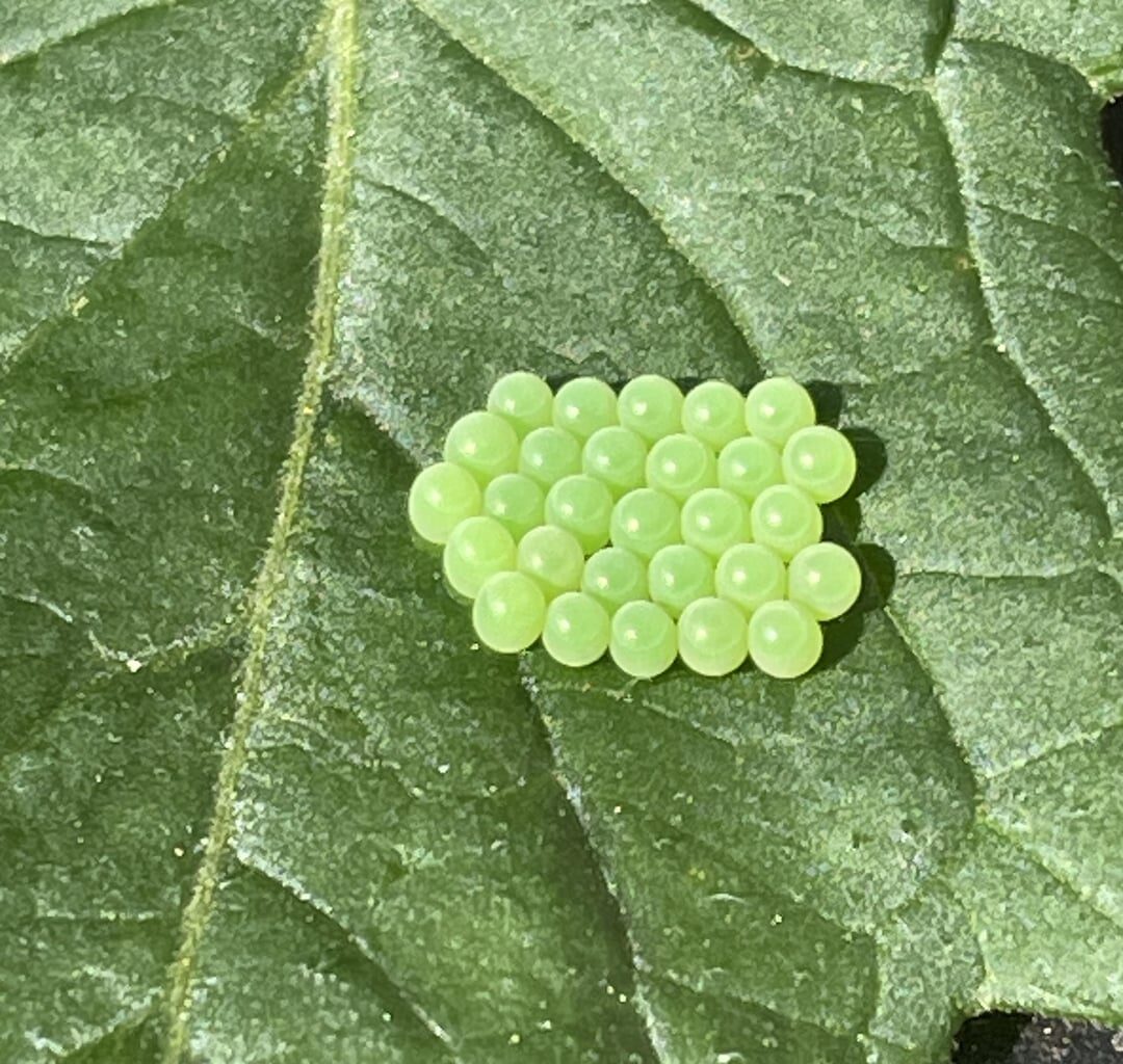 Wer hat da auf meiner Tomatenpflanze Eier gelegt?