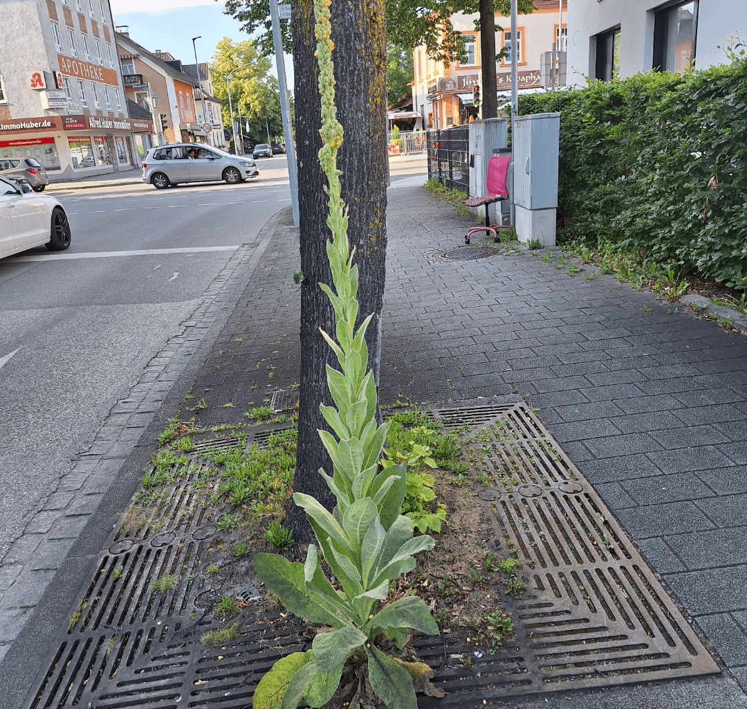 Was wächst da am Straßenrand?