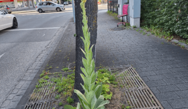 Was wächst da am Straßenrand?