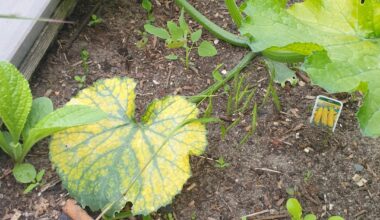 Was hat meine Zucchini