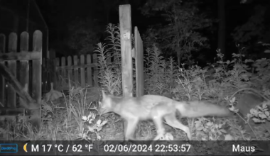 Herr Fuchs bei meinen Eltern