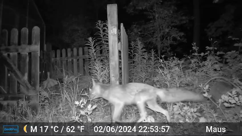 Herr Fuchs bei meinen Eltern