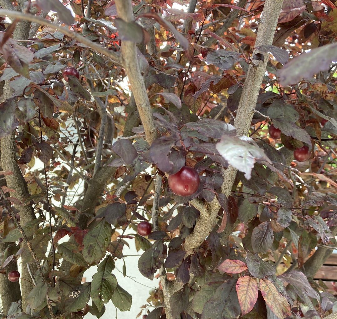 Welcher Baum ist das und kann man die Früchte essen?