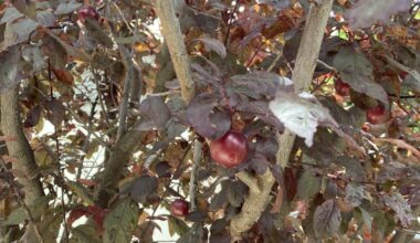 Welcher Baum ist das und kann man die Früchte essen?