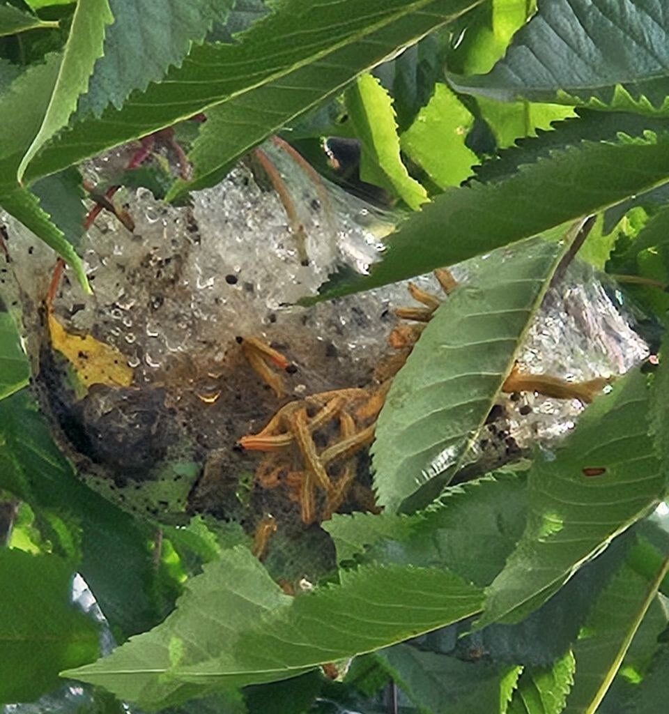 Was ist das in meinem Kirschbaum?