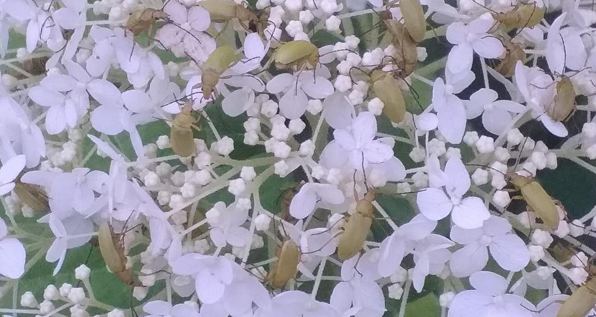 Was für Käfer tummeln sich hier?