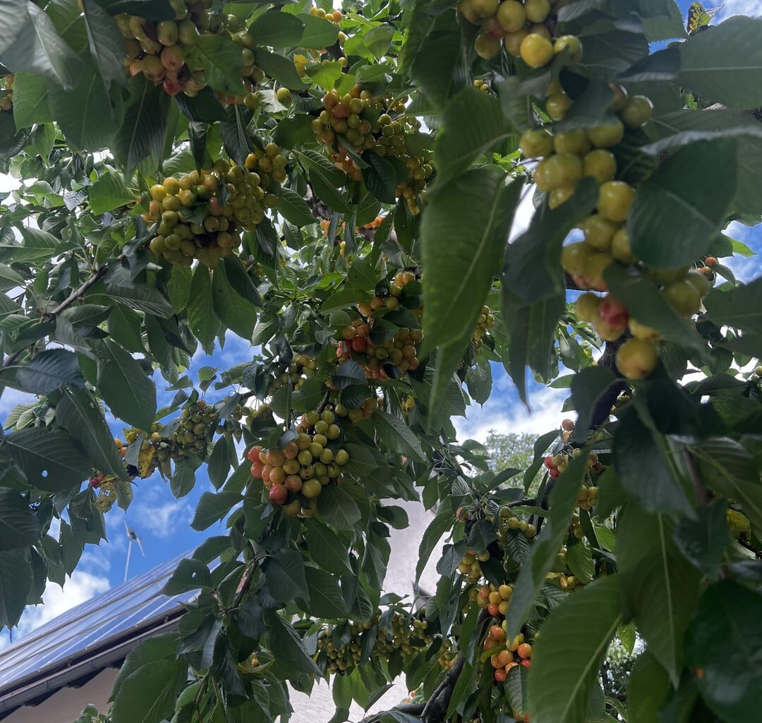 🍒🍒Omas Kirschbaum (Kirschen ohne Ende)🍒🍒