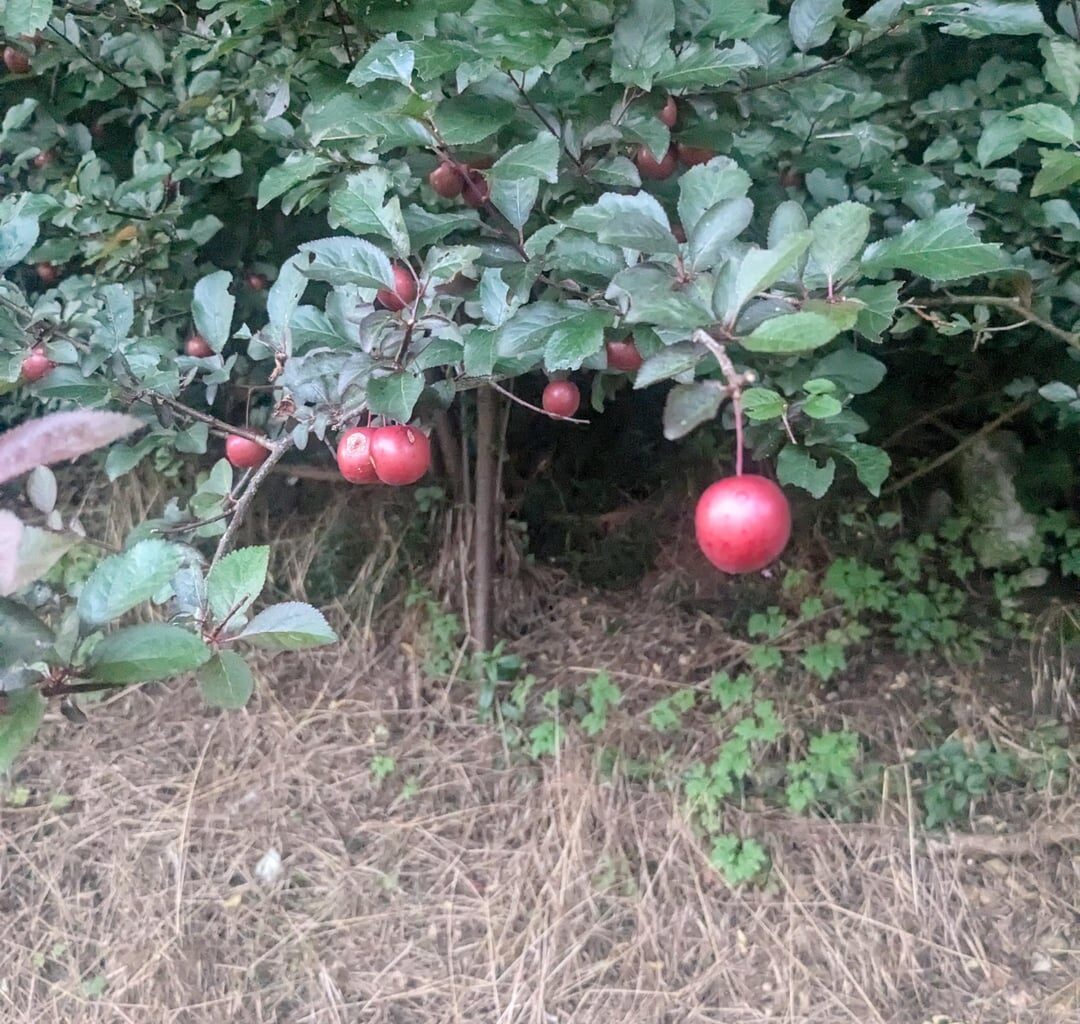 Was sind das für Beeren?