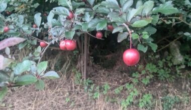 Was sind das für Beeren?