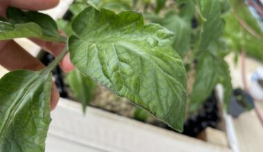 Tomatenblätter werden schwarz