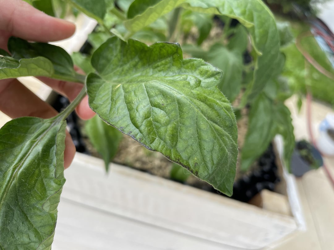 Tomatenblätter werden schwarz