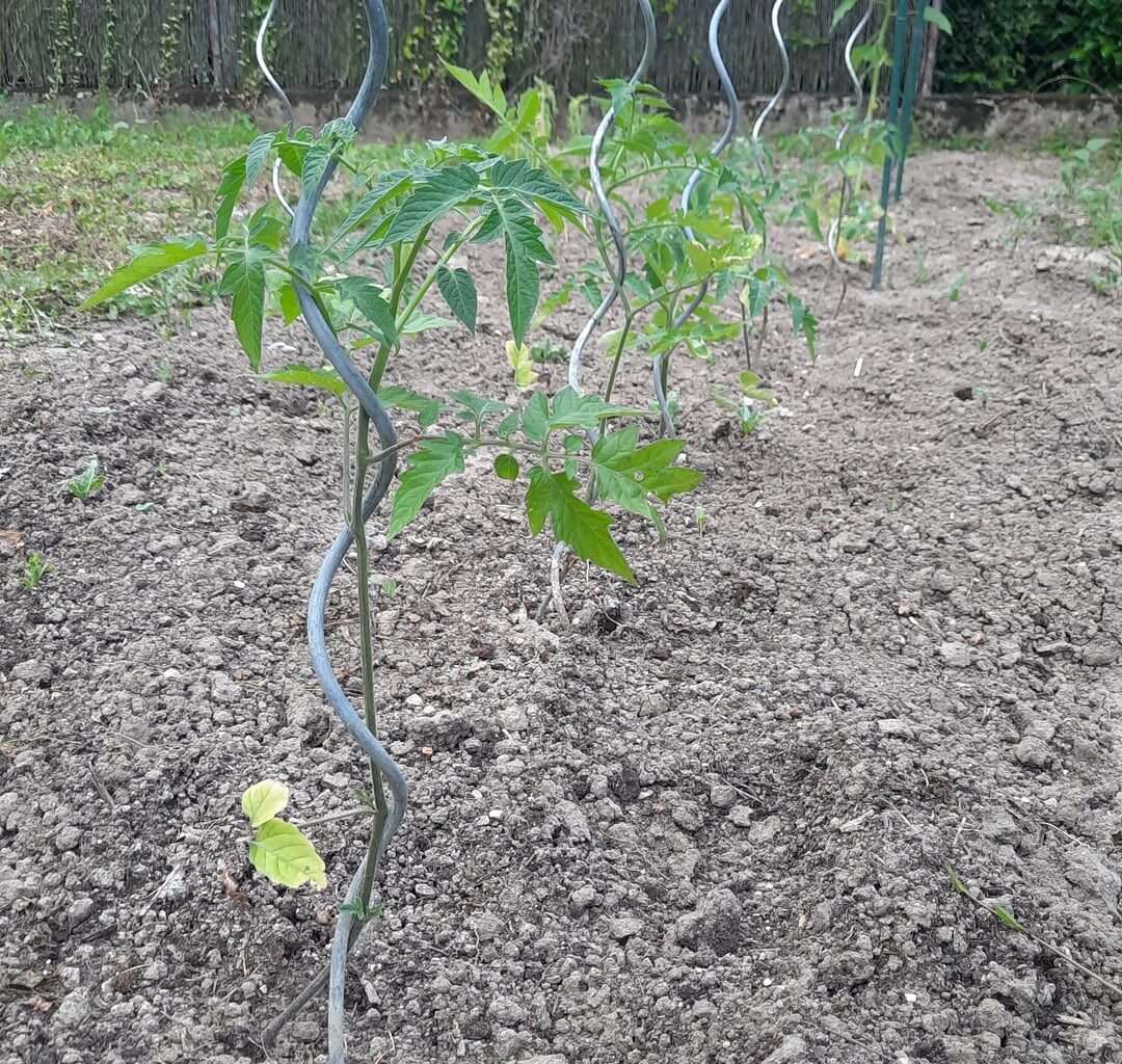 Glaubt ihr ich bekomme noch Tomaten