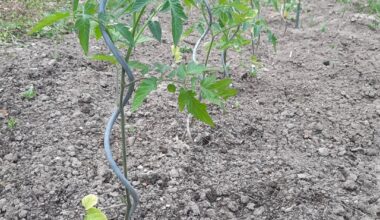 Glaubt ihr ich bekomme noch Tomaten