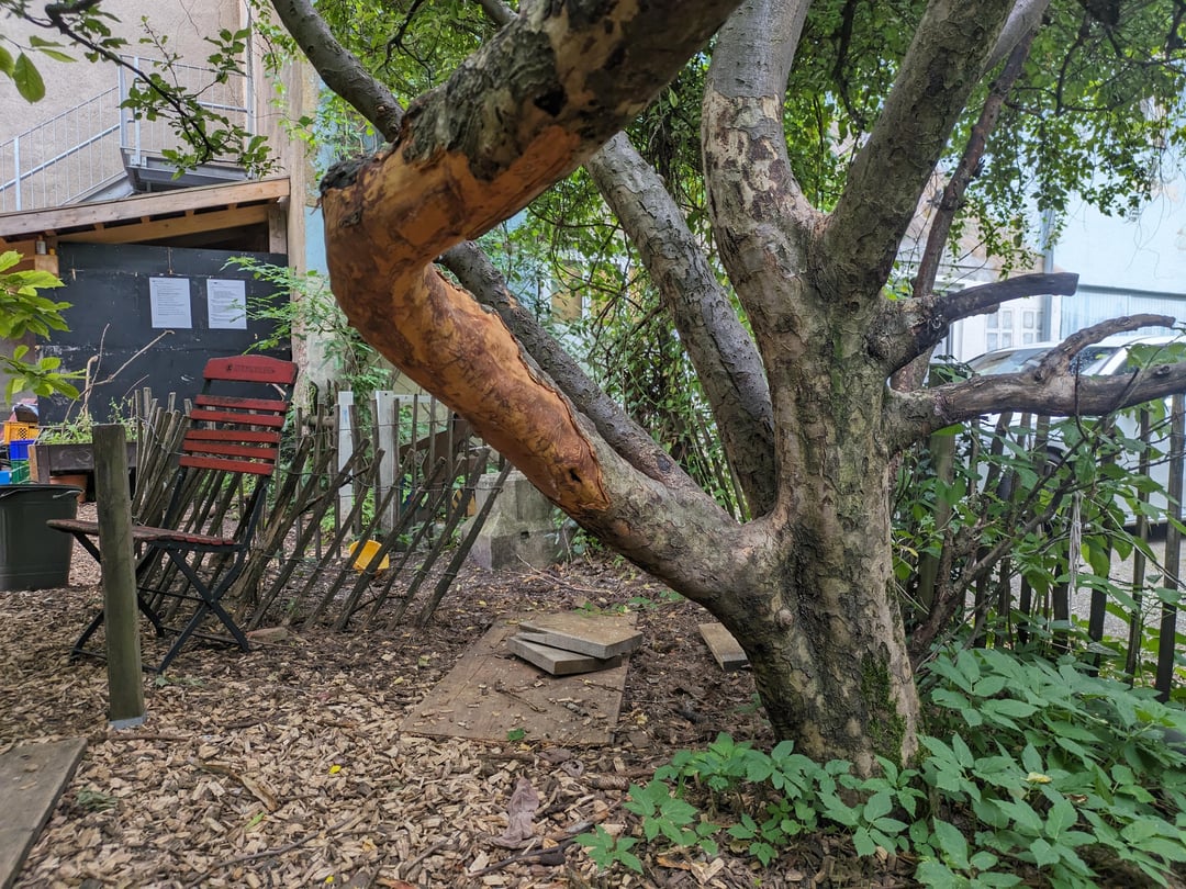 Die Kinder im Kindergarten haben bei einem Apfelbaum die Baumrinde abgezogen. Kann man da noch was machen? (Ca. 1 Woche her)