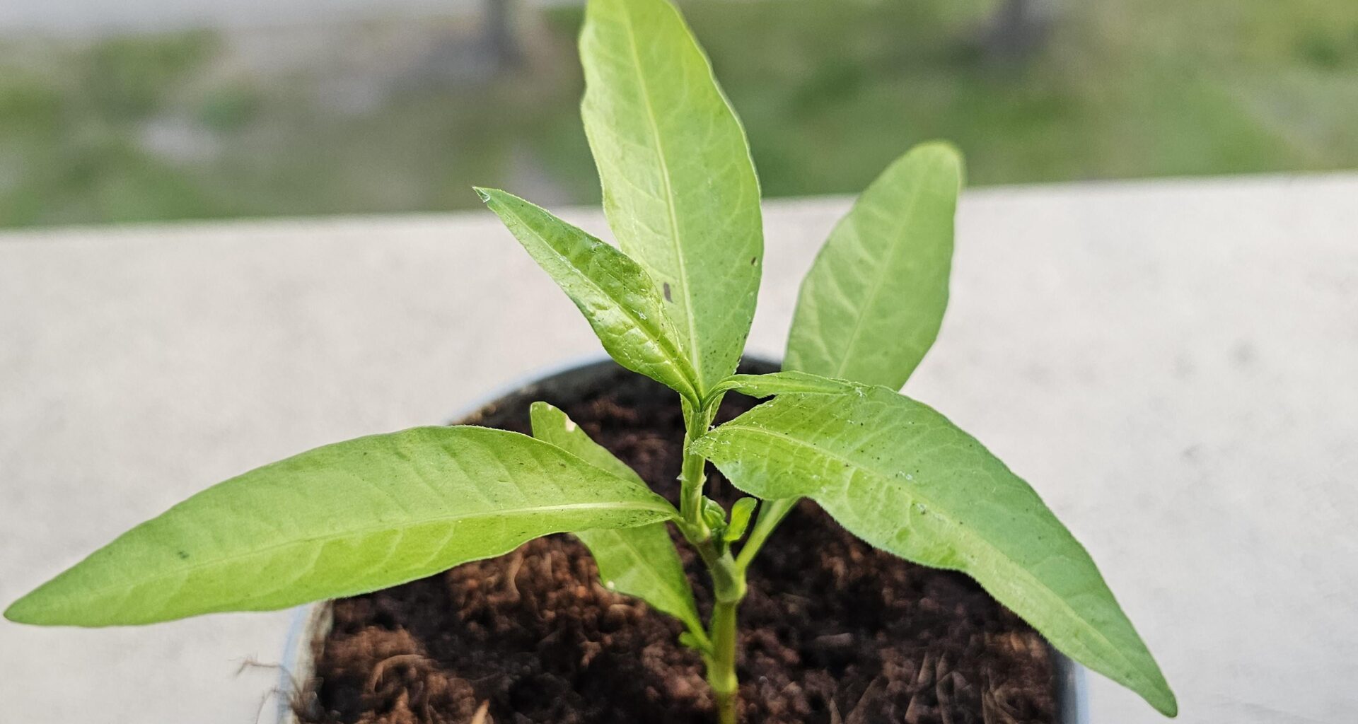 Das ist wohl paar Tage unbemerkt im Blumenkasten gewachsen.